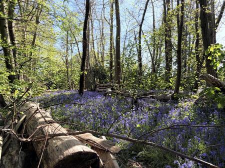 Bluebells