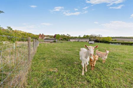 Cute Goats *not for sale*