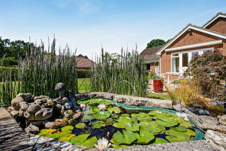 Pond