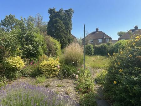 garden.jpg
