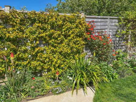 img0254gardenborders2