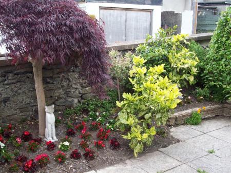 1 Caradog Red Tree 1.JPG