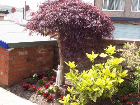 1 Caradog Garden Cat 2.JPG