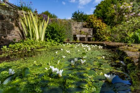 Pond