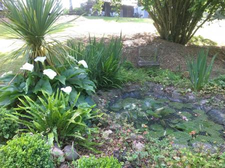 garden 7.jpg