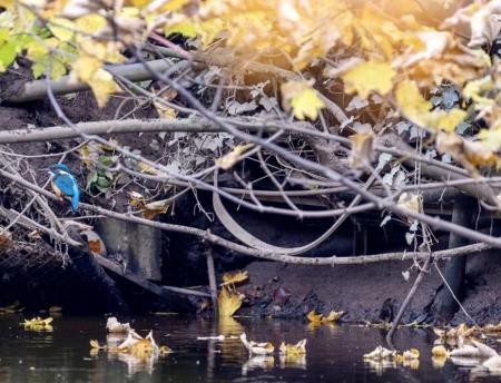 37 Boroughgate Wildlife Kingfisher.jpeg