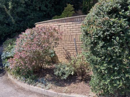 Shrubs outside