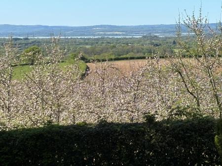 VENDORS VIEW BLOSSOM